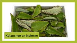 El frío se acerca: por qué el Kalanchoe fresco deja de estar disponible en invierno (y cómo puedes prepararte)