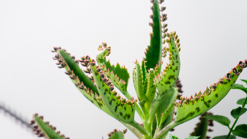 ¿Por qué el Kalanchoe fresco deja de estar disponible en invierno?