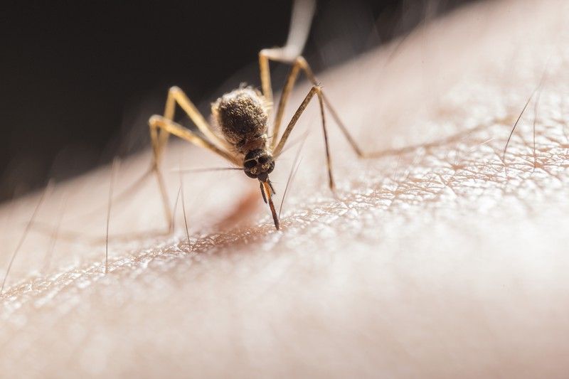 ¿Qué hacer si ya nos han picado los mosquitos?