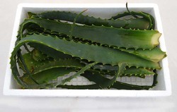 Aloe arborescens o pulpa hojas frescas 400gr