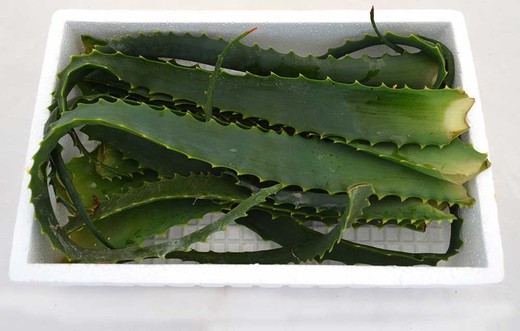 Aloe arborescens o pulpo hojas frescas 400gr