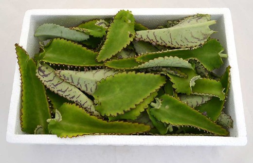 Kalanchoe Daigremontiana Hojas Frescas 450gr Pamies Vitae