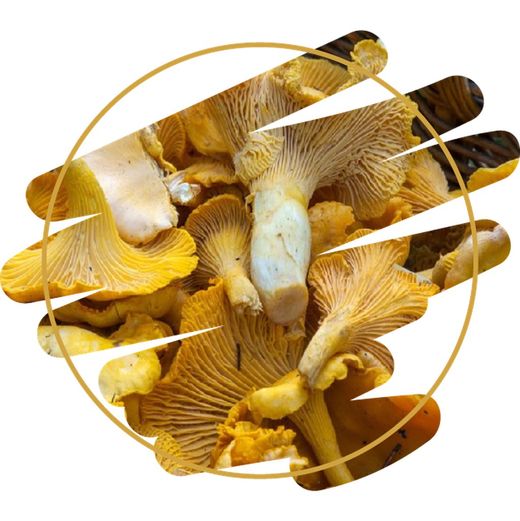 Hongos y Setas Medicinales