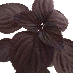 Hoja De Perilla Morada ECO Para Infusión 100gr 🌱 Pamies Vitae