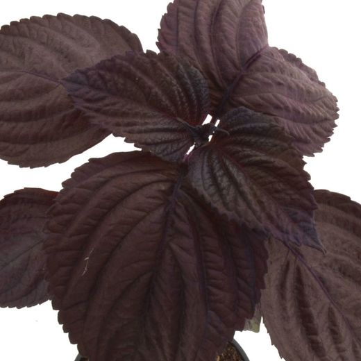 Hoja De Perilla Morada ECO Para Infusión 100gr 🌱 Pamies Vitae