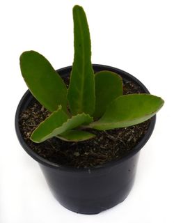 Kalanchoe Gastonis Maceta Pequeña (10cm) Pamies Vitae