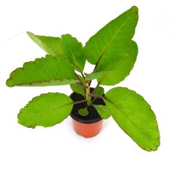 Kalanchoe Pinnata Maceta Pequeña (10cm) Pamies Vitae