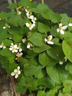 Houttuynia Cordata Infusió 100gr Pamies Vitae