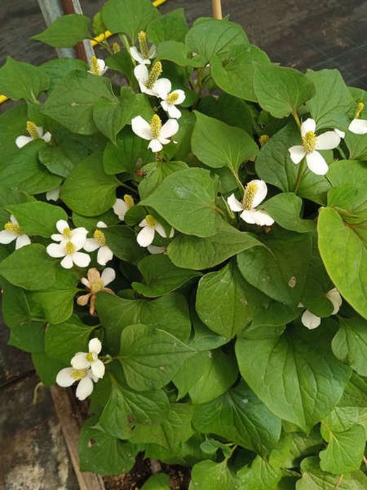 Houttuynia Cordata Infusió 100gr Pamies Vitae