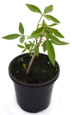Sauzgatillo Vitex Agnus Castus Planta Viva Maceta 10cm Pamies Vitae