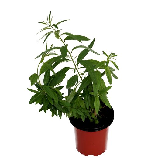 Té de Burro (Aloysia polystachya) Maceta pequeña (10'5cm)
