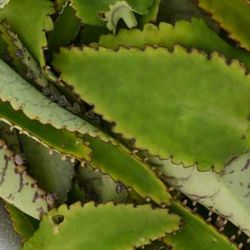 Kalanchoe Daigremontiana Fulles Fresques 450gr Pamies Vitae