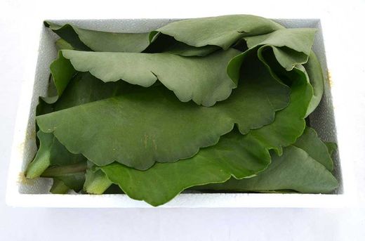 Kalanchoe Gastonis Hojas Frescas 450gr Pamies Vitae