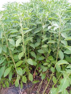 Withania somnifera (S2201) Llavor