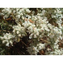 Zamarrilla (S2501) Llavor